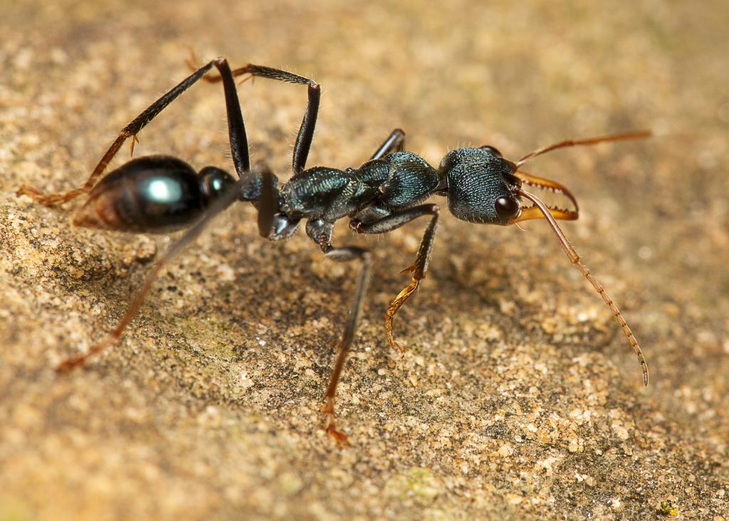 Remove Ants From Your Car